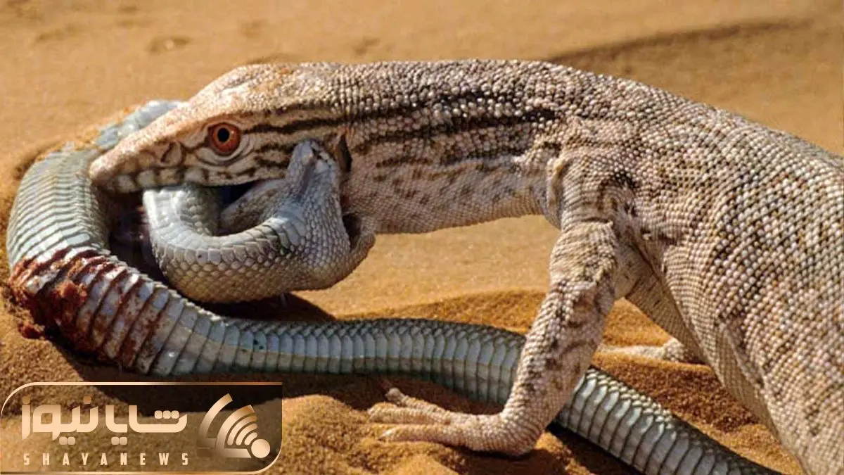 از جذابیت های حیات وحش؛ مارمولکی که تو صحرا سلطانه و مار هم ازش حساب میبره