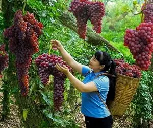 کشاورزی نوین؛ انگور هایی که تو باغ انگور چند هزار متری عین لوستر آویزونن
