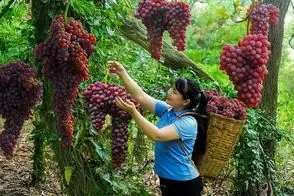 کشاورزی نوین؛ انگور هایی که تو باغ انگور چند هزار متری عین لوستر آویزونن