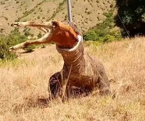 از جذابیت های حیات وحش؛ کومودو با یه حرکت سالتو بز بزرگ رو قورت و پاهاش رو خلال کرد