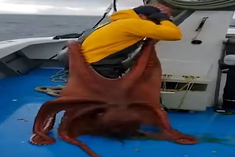 معماری طبیعت؛ اختاپوس قرار بود شکار شه ولی شکارچی شد از نوع ظالمش