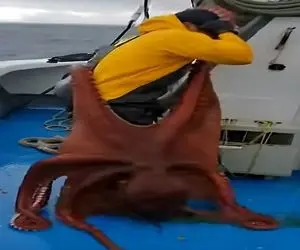 معماری طبیعت؛ اختاپوس قرار بود شکار شه ولی شکارچی شد از نوع ظالمش