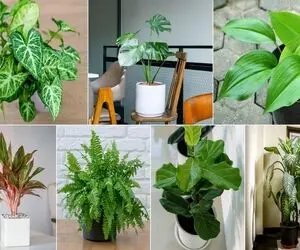 لاکچری ترین گیاهان آپارتمانی/ تو یه گوشه از دکورتو بسپار به اینا صفر تا صدشو لوکس کنن