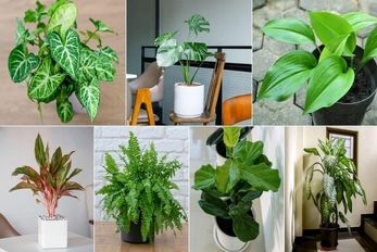 لاکچری ترین گیاهان آپارتمانی/ تو یه گوشه از دکورتو بسپار به اینا صفر تا صدشو لوکس کنن