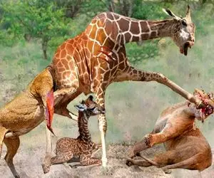 شاهکار حیات وحش؛ زرافه دراز ناز دد شلنگ تخته انداخت تا پاش رفت تو چشم شیر شقی