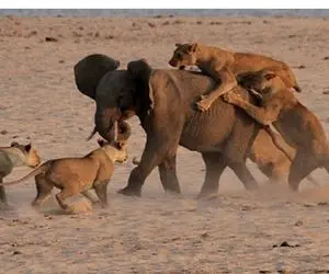 مستند حیات وحش؛ شیر منفرداً زورش به فیل نرسید متفقاً یورش بردن