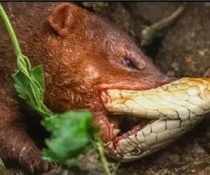 جذابیت حیات وحش؛ مانگوس شقی مذبوحانه آب و اجداد مار آورد جلو چشمش