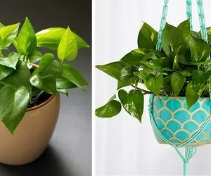 راهنمای نگهداری از  پتوس / خیلی ساده رشد گیاهت رو انفجاری کن و از شادابیش لذت ببر