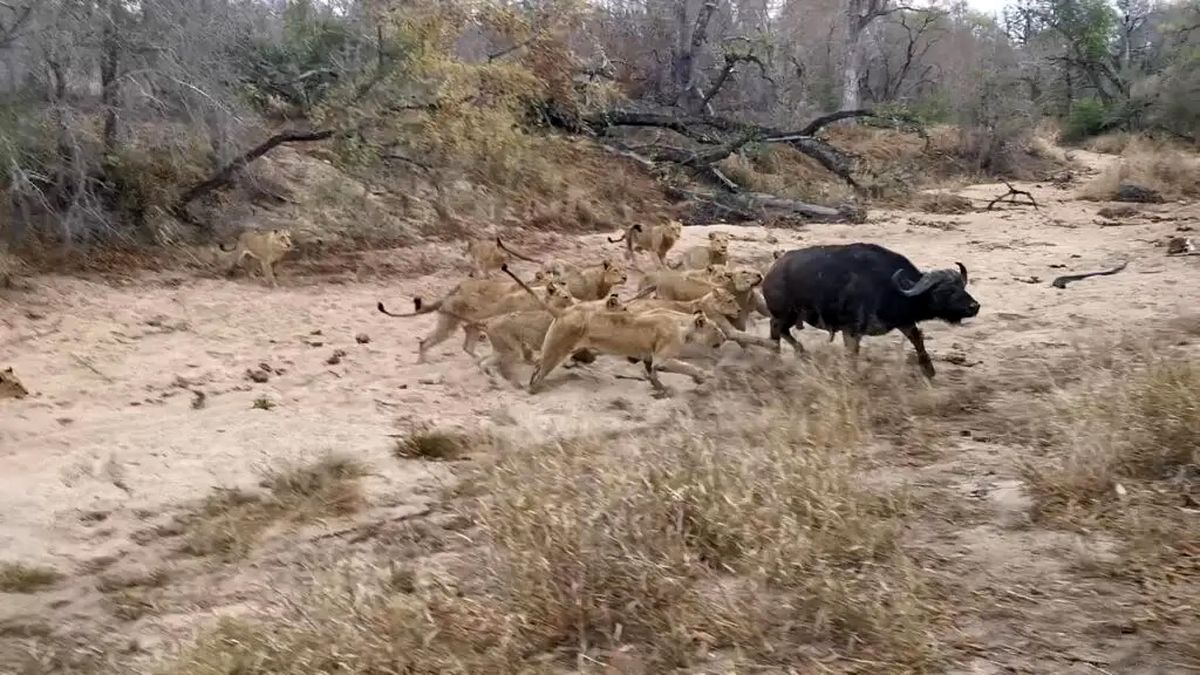 Lions chasing buffalo