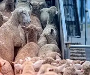 قیمت دام زنده امروز 25 شهریور 1404 + جدول