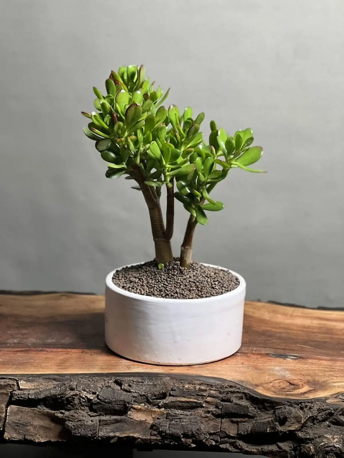 532B6674-250A-4DB6-B2E3-C394C4F7F764