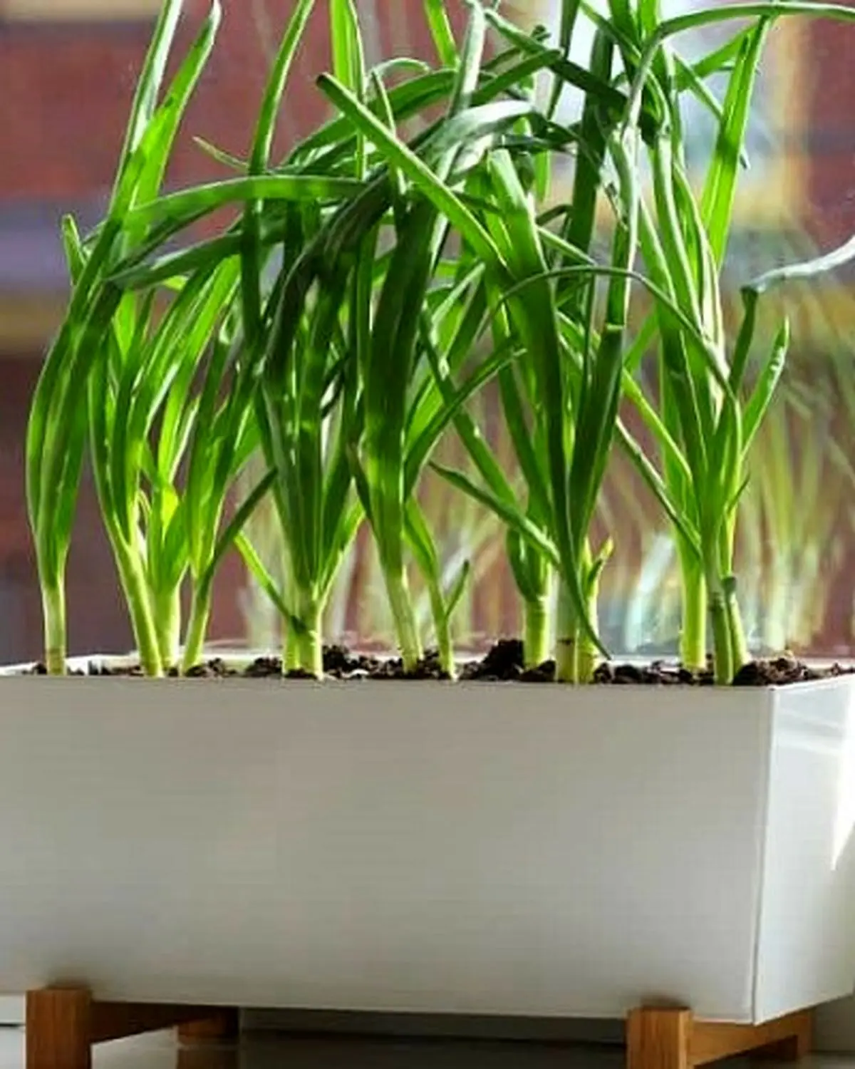 regrow-green-onions-in-soil