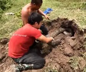 از جذابیت های حیات وحش؛ آقاهه و رفیق کله خرش با کلنگ افتادن به جون پیتون غول