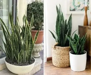 سانسوریام برگاش هی خراب میشن من که خوب بهش میرسم چیکار کنم؟ اینجوری نجاتش بده / 6 راه