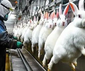 فرآوری خرگوش؛ استحصال گوشت و پوشت از خرگوش برای قلمبه کردن جیب تجار