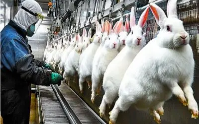 فرآوری خرگوش؛ استحصال گوشت و پوشت از خرگوش برای قلمبه کردن جیب تجار