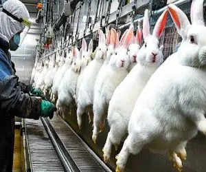 فرآوری خرگوش؛ استحصال گوشت و پوشت از خرگوش برای قلمبه کردن جیب تجار