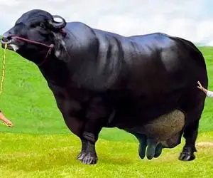 حیوانات باورنکردنی؛ 12 نژاد برتر از گاو تو کل دنیا