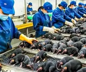 فراوری موش؛ موش رو با یه وسواسی پرورش میدن تا گوشتالو بشه بره واسه ترشی و کباب