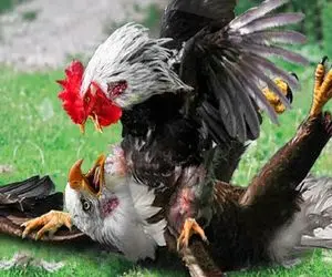 جذابیت حیات وحش؛ خروس پر طلا پرید رو عقاب دده خفه اش کرد که مرغا جمع شن دورش 