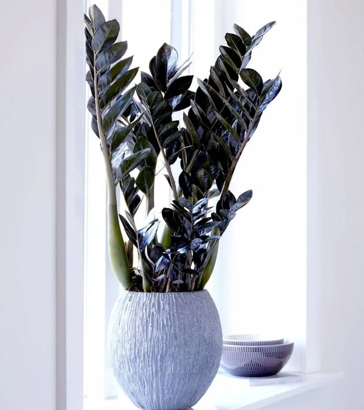 lux-plants5