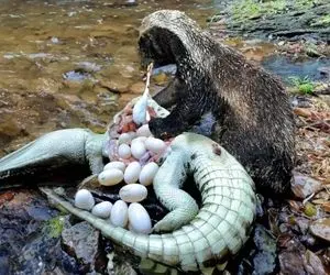 از جذابیت های حیات وحش؛ گورکن عسل خوار جلو چشم کروکودیل تخم هاشو شکوند و خورد