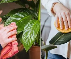 بهترین روش برای تمیز کردن برگ گیاهان آپارتمانی / اینجوری حسابی براق و زیباشون کن