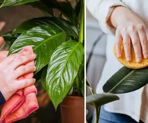 بهترین روش برای تمیز کردن برگ گیاهان آپارتمانی / اینجوری حسابی براق و زیباشون کن