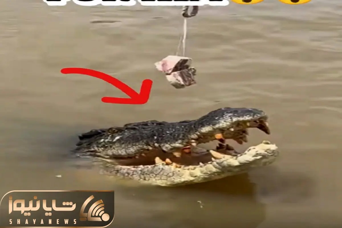 غذای خیابانی؛ کروکودیل رو اسکول کردن با یه طعمه کوچیک گرفتنش ساطوری کردن برا خورشت