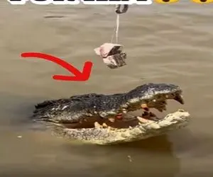 غذای خیابانی؛ کروکودیل رو اسکول کردن با یه طعمه کوچیک گرفتنش ساطوری کردن برا خورشت