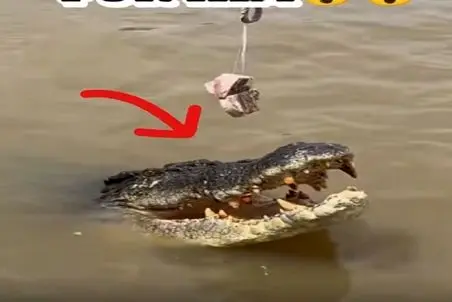 غذای خیابانی؛ کروکودیل رو اسکول کردن با یه طعمه کوچیک گرفتنش ساطوری کردن برا خورشت