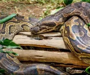 مستند کاوش؛ مرد بلعیده میشود تا داخل شکم مار را فیلم بگیرد