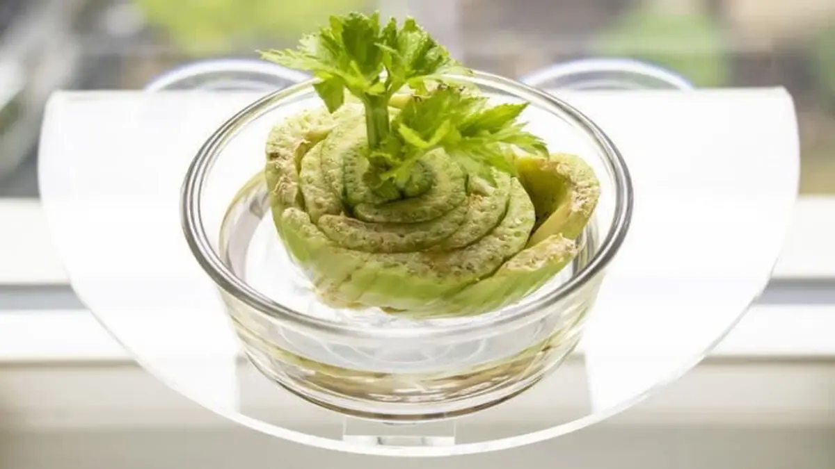 growing-plants-in-water-8