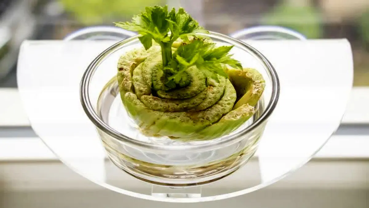 growing-plants-in-water-8
