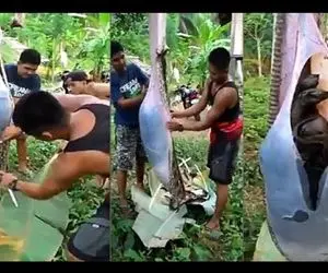 فرآوری مار؛ آقاهه مث خیار مار پیتون رو پوست کند بعد شکمشو سفره کرد