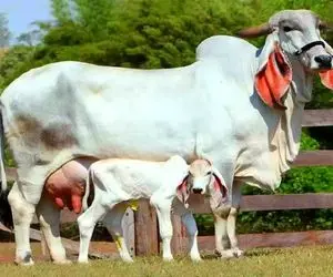 گاوهای باورنکردنی؛ راه حل های ژنتیکی پرورش گاو  که حاصل نوآوری دامداری برزیل است