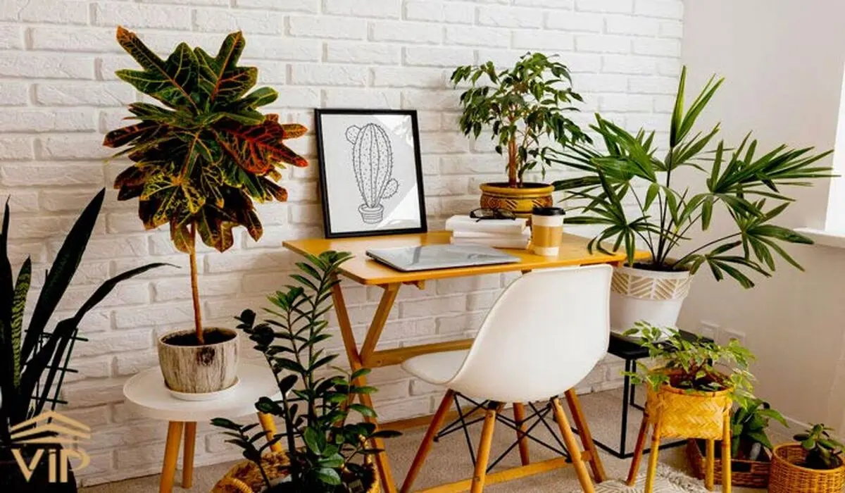 house-plantsS