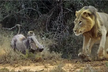 مستند کاوش؛ تماشای احمقانه های شیر توسط گراز هاج و واج