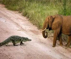 جذابیت حیات وحش؛ تمساح وحشی هدفش بلع بچه فیل بود زیر پای مادرش له شد