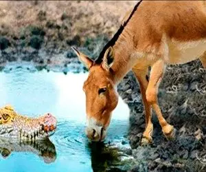 جذابیت حیات وحش؛ یک الاغ دیوانه کروکودیل‌ها را در خانه خود به چالش می‌کشد!