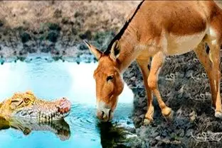جذابیت حیات وحش؛ یک الاغ دیوانه کروکودیل‌ها را در خانه خود به چالش می‌کشد!