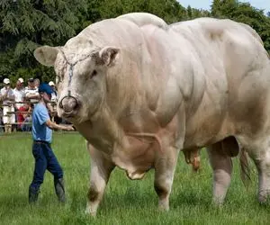 گاو های باورنکردنی؛ یه گاو عضله‌ ای غول پیکر پرورش دادن واسه مسابقه گاو آهنین