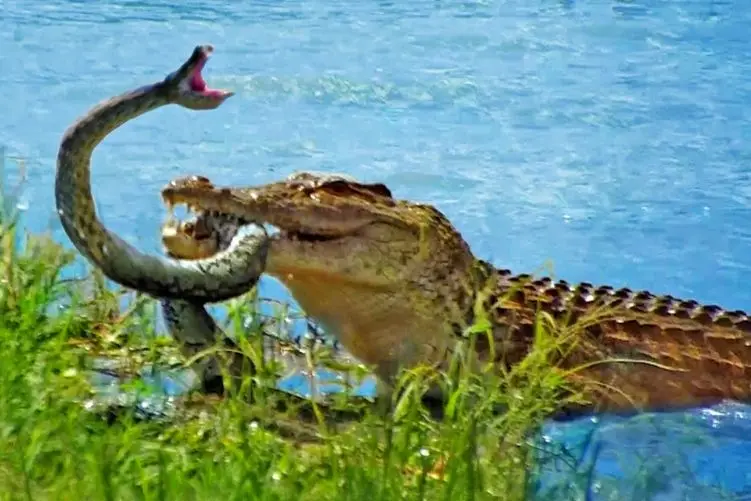 مستند حیات وحش؛ مار پیتون؛ کروکودیل