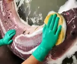 مستند کاوش؛ مارماهی با عظمت رو گرفتن با شوینده قوی حموم میکننش چه چرکی چسبیده بهش