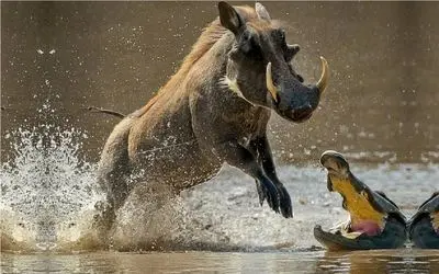 جنگ حیات وحش/ تمساح وشغال دست به یکی میکنند گراز رو به دام بندازند