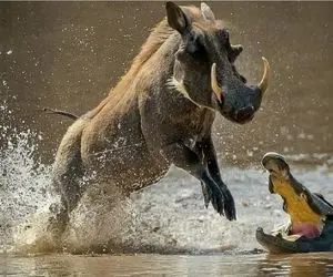 جنگ حیات وحش/ تمساح وشغال دست به یکی میکنند گراز رو به دام بندازند