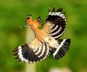 آن روی طبیعت وحشی؛ هدهد خوش خبر باز آمد!  آواز دل‌انگیز هدهد پرنده بهشتی