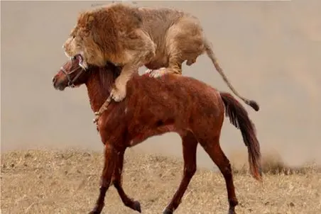 مستند حیات وحش؛ اسب بر شیر غلبه می کند؟