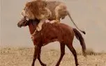مستند حیات وحش؛ اسب بر شیر غلبه می کند؟