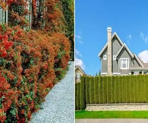 گیاهان مناسب پرچین و حصار؛ دورتادور باغ و خونتو با اینا مرز بکش انگار یه تکه از بهشته